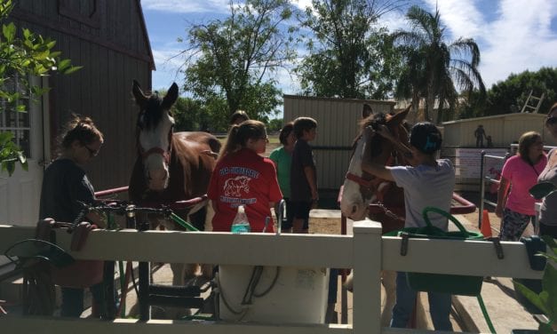 Volunteer in Gilbert, AZ – Bathe a Clydesdale Horse