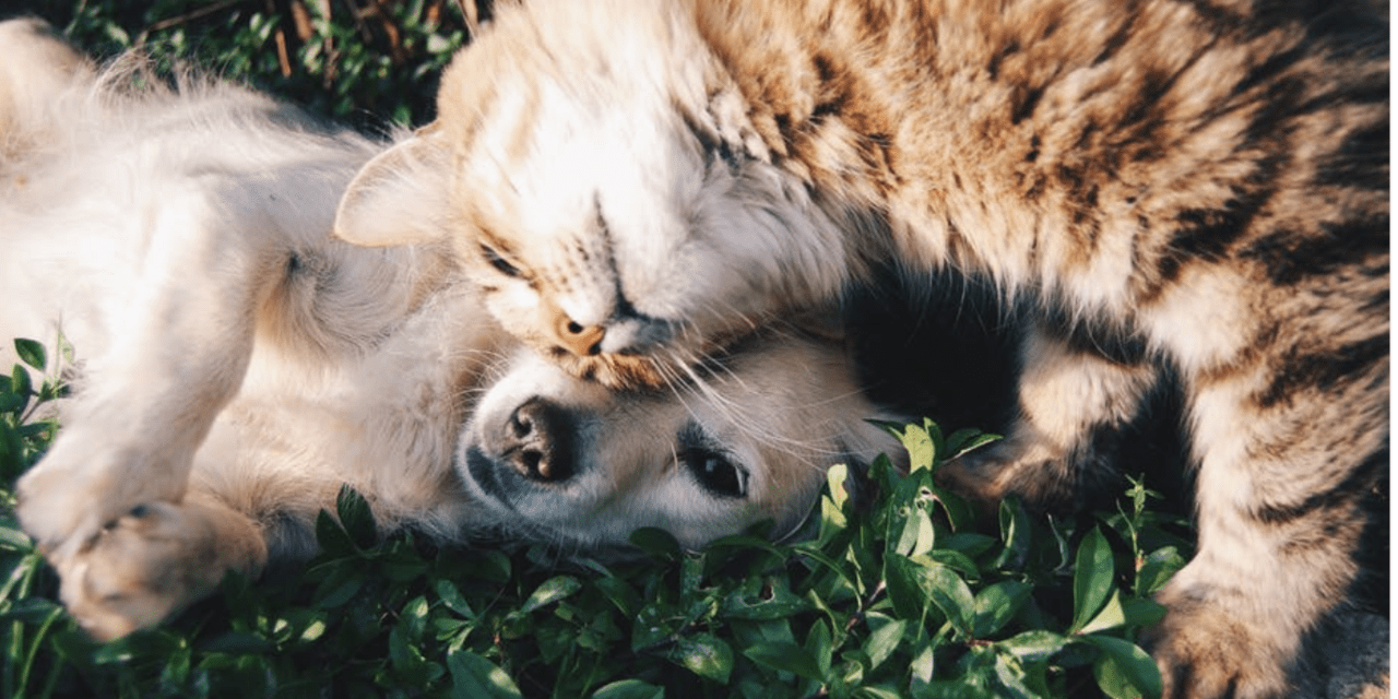 Pet Care Discounts and Freebies