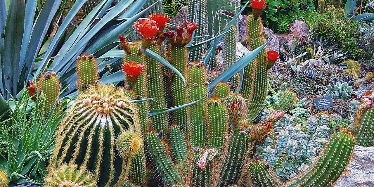 Gardens in Arizona – Summer is a Great time to visit!