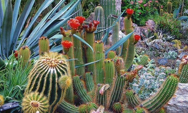 Gardens in Arizona – Summer is a Great time to visit!